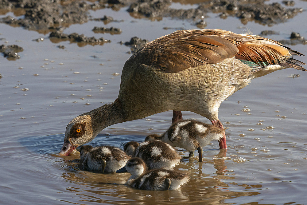 Egyptian goose (Alopochen aegyptiacus) with chicks, Ndutu Conservation Area, Serengeti, Tanzania, East Africa, Africa