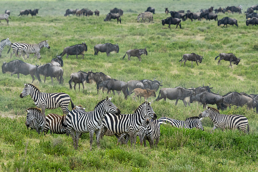 Blue wildebeest (Connochaetes taurinus) and common zebras (Equus quagga) walking in tall grass, Serengeti, Tanzania, East Africa, Africa