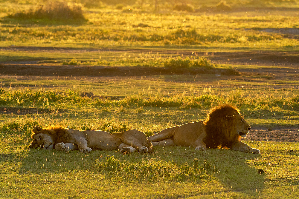 Lion (Panthera leo), Ndutu Conservation Area, Serengeti, Tanzania, East Africa, Africa