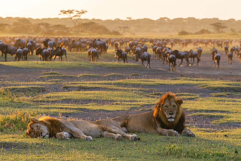 Two male lions (Panthera leo) resting while wildebeest (Connochaetes taurinus) gather for drinking, Serengeti, Tanzania, East Africa, Africa