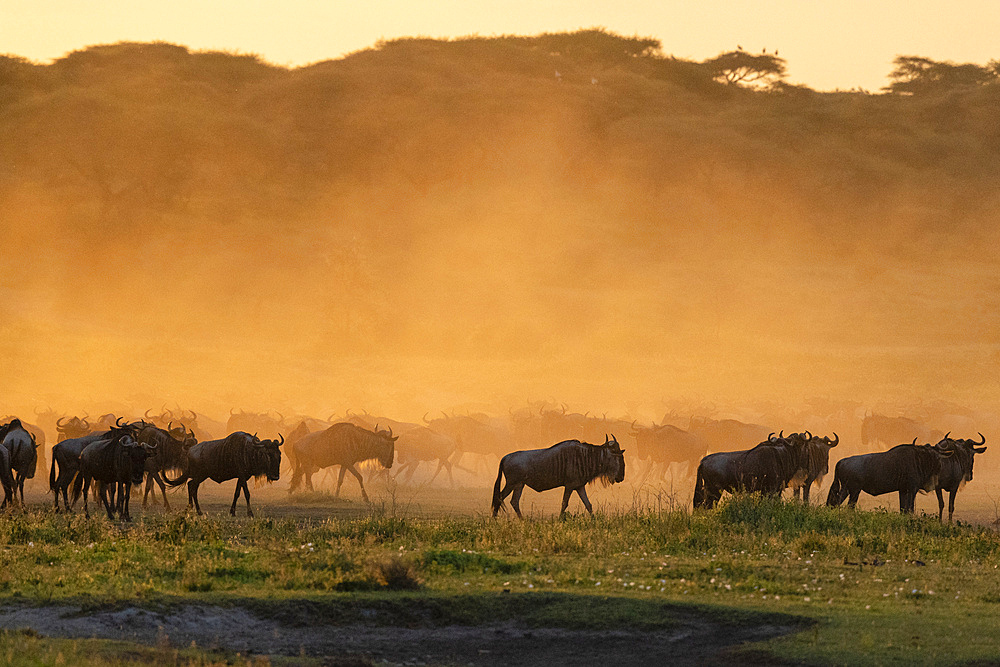 Blue wildebeest (Connochaetes taurinus) in a cloud of dust at sunset, Ndutu Conservation Area, Serengeti, Tanzania, East Africa, Africa