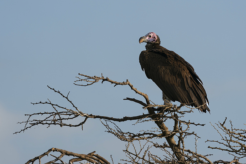 Lappet faced vulture (Torgos tracheliotos), Ndutu Conservation Area, Serengeti, Tanzania, East Africa, Africa