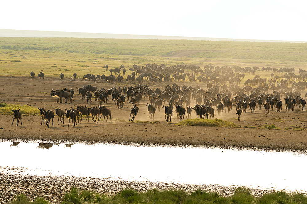 Blue wildebeest (Connochaetes taurinus), Ndutu Conservation Area, Serengeti, Tanzania, East Africa, Africa