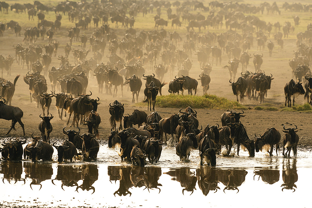 Blue wildebeest (Connochaetes taurinus) at waterhole, Ndutu Conservation Area, Serengeti, Tanzania, East Africa, Africa