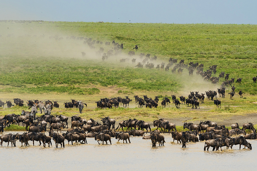 Blue wildebeest (Connochaetes taurinus) and common zebras (Equus quagga) running to a waterhole, Serengeti, Tanzania, East Africa, Africa