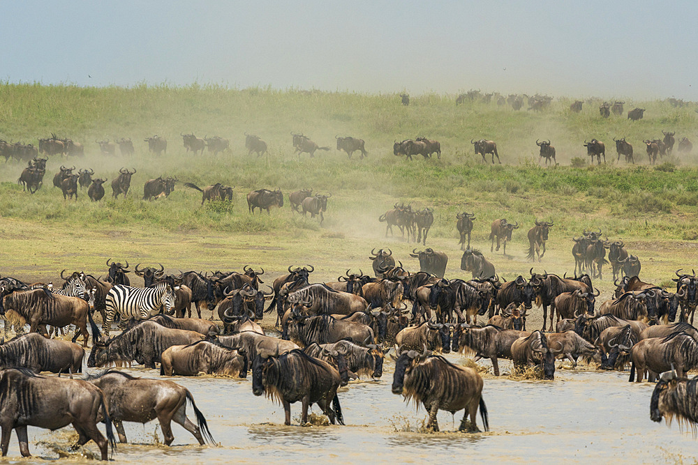 Blue wildebeest (Connochaetes taurinus) and common zebras (Equus quagga) running to a waterhole, Serengeti, Tanzania, East Africa, Africa