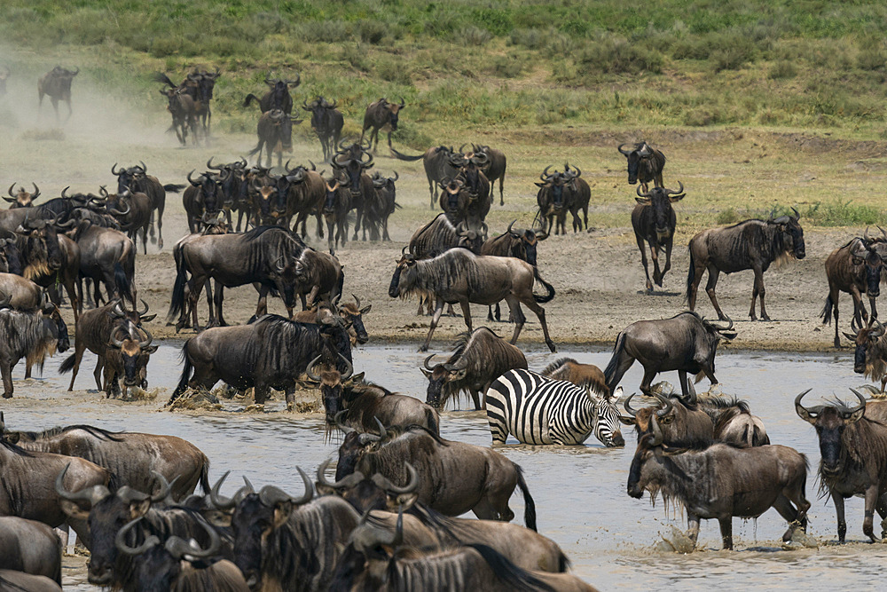 Blue wildebeest (Connochaetes taurinus) and common zebras (Equus quagga) drinking at a waterhole, Serengeti, Tanzania, East Africa, Africa