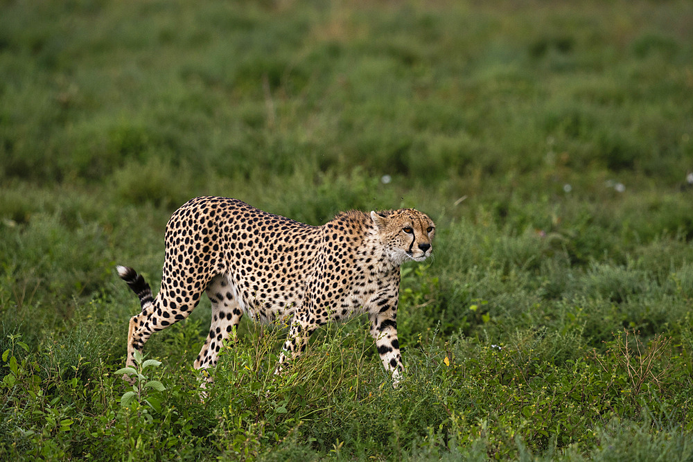 Cheetah (Acinonyx jubatus) walking, Ndutu Conservation Area, Serengeti, Tanzania, East Africa, Africa