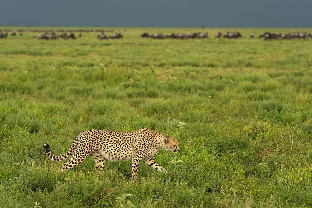 Cheetah (Acinonyx jubatus) walking, Ndutu Conservation Area, Serengeti, Tanzania, East Africa, Africa