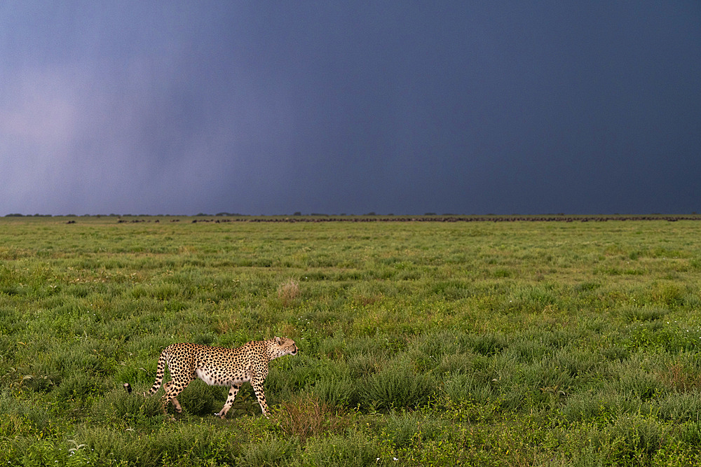 Cheetah (Acinonyx jubatus) walking, Ndutu Conservation Area, Serengeti, Tanzania, East Africa, Africa