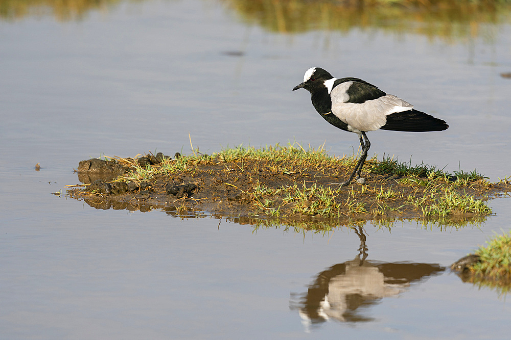 Blacksmith lapwing (Vanellus armatus), Ndutu Conservation Area, Serengeti, Tanzania, East Africa, Africa