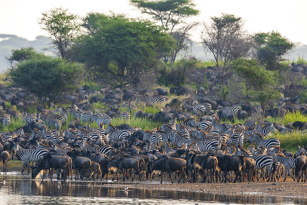 Blue wildebeest (Connochaetes taurinus) and common zebras (Equus quagga) at Lake Ndutu, Serengeti, Tanzania, East Africa, Africa