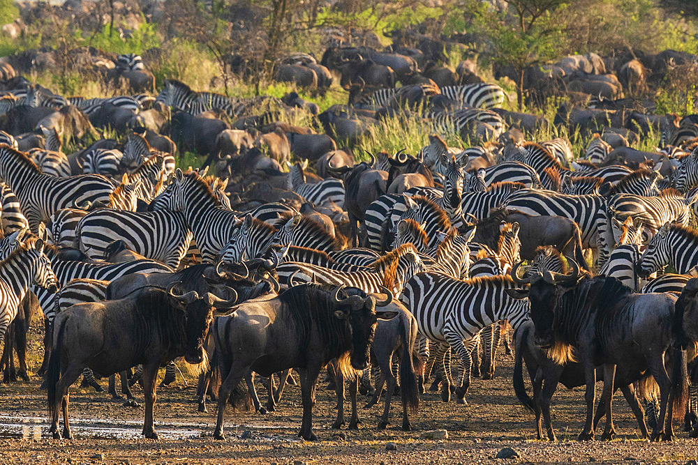 Blue wildebeest (Connochaetes taurinus) and common zebras (Equus quagga) at Lake Ndutu, Serengeti, Tanzania, East Africa, Africa