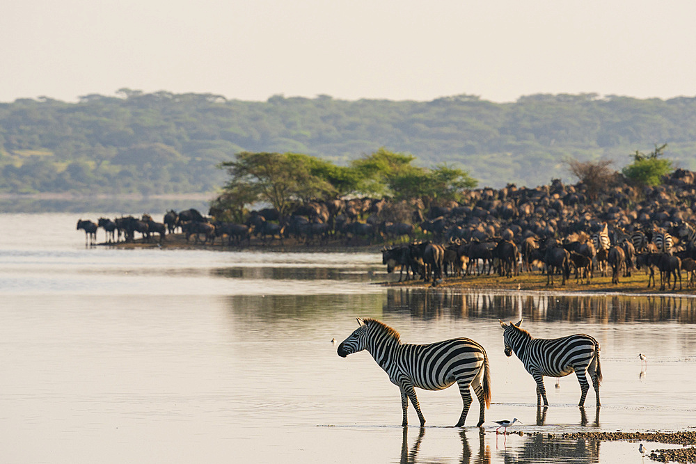 Blue wildebeest (Connochaetes taurinus) and common zebras (Equus quagga) at Lake Ndutu, Serengeti, Tanzania, East Africa, Africa