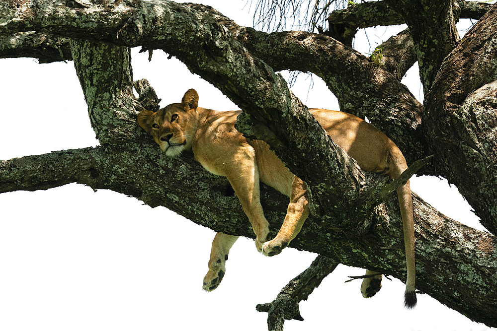 Lion (Panthera leo) up a tree, Ndutu Conservation Area, Serengeti, Tanzania, East Africa, Africa