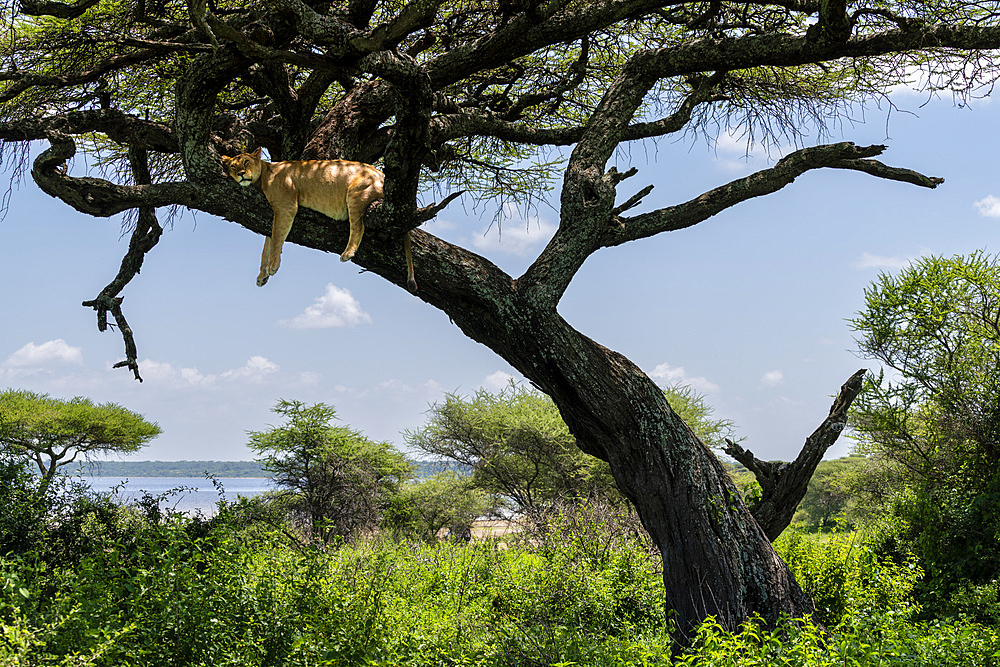 Lion (Panthera leo) up a tree, Ndutu Conservation Area, Serengeti, Tanzania, East Africa, Africa