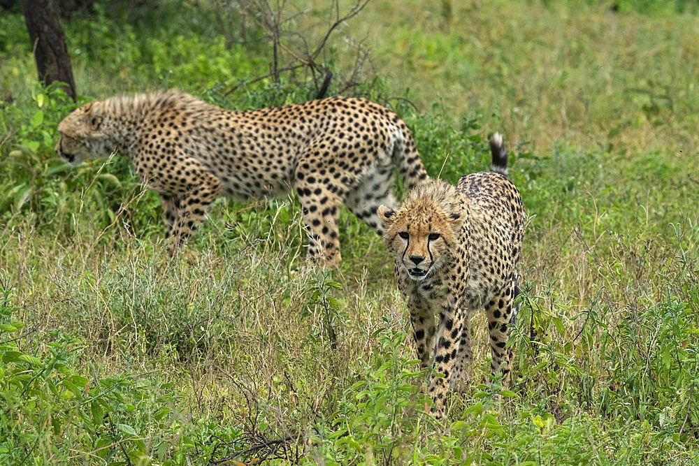 Cheetah (Acinonyx jubatus), Ndutu Conservation Area, Serengeti, Tanzania, East Africa, Africa