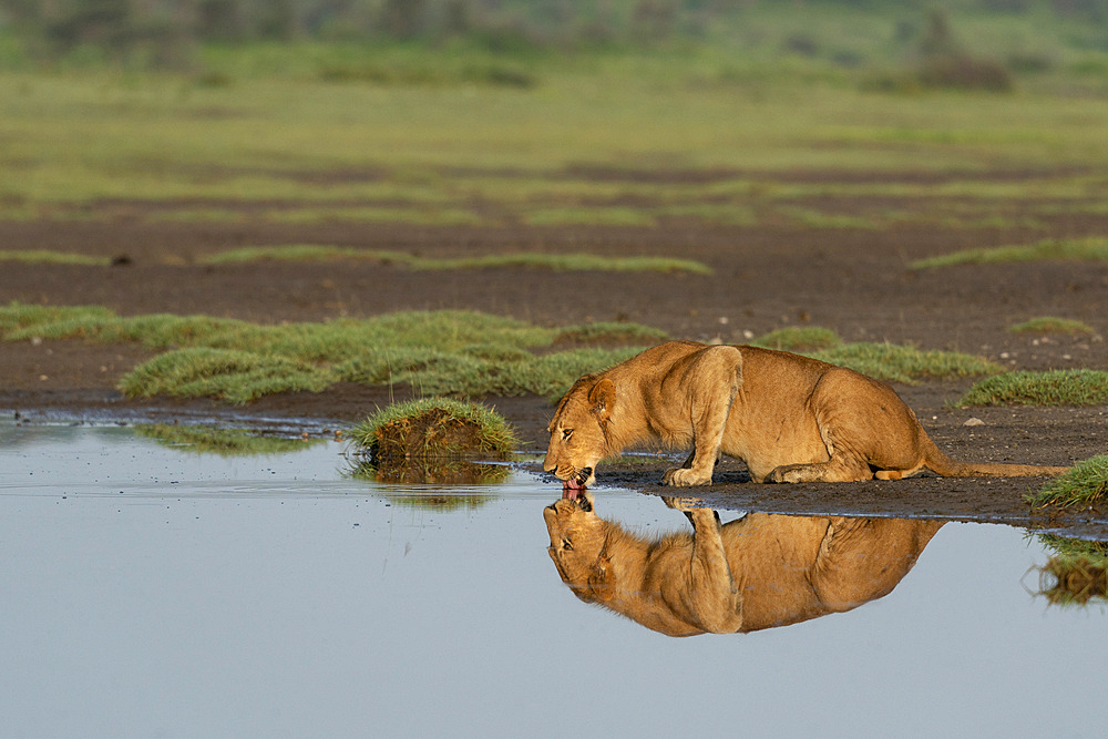 Lion (Panthera leo), Ndutu Conservation Area, Serengeti, Tanzania, East Africa, Africa