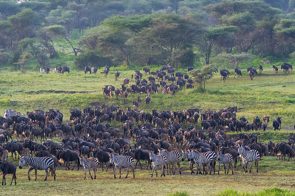 Blue wildebeest (Connochaetes taurinus) and common zebras (Equus quagga) herd, Ndutu Conservation Area, Serengeti, Tanzania, East Africa, Africa