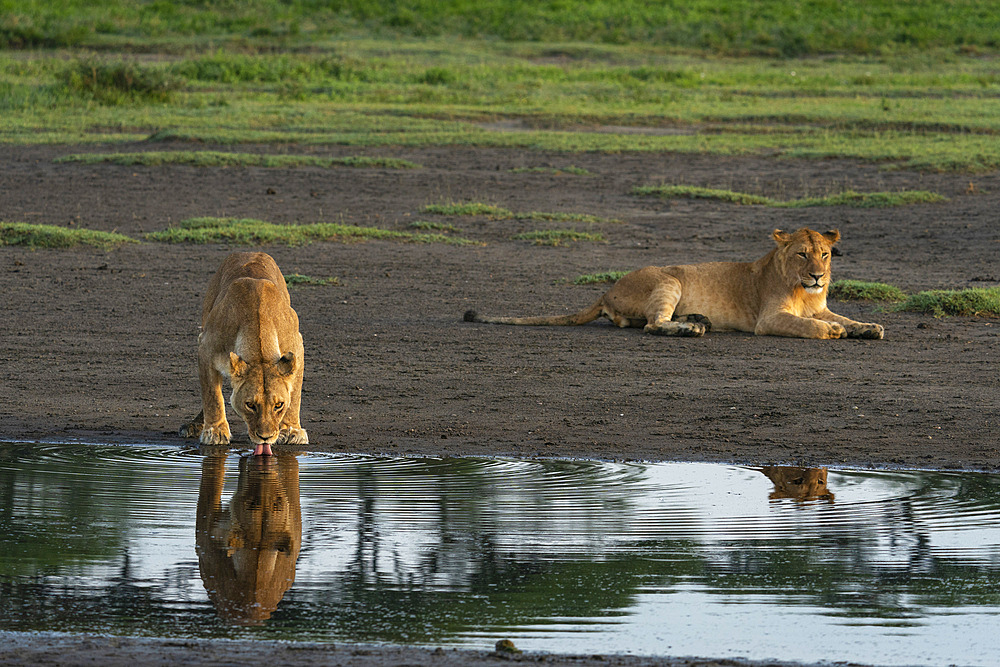 Lion and a lioness (Panthera leo) at a waterhole, Ndutu Conservation Area, Serengeti, Tanzania, East Africa, Africa