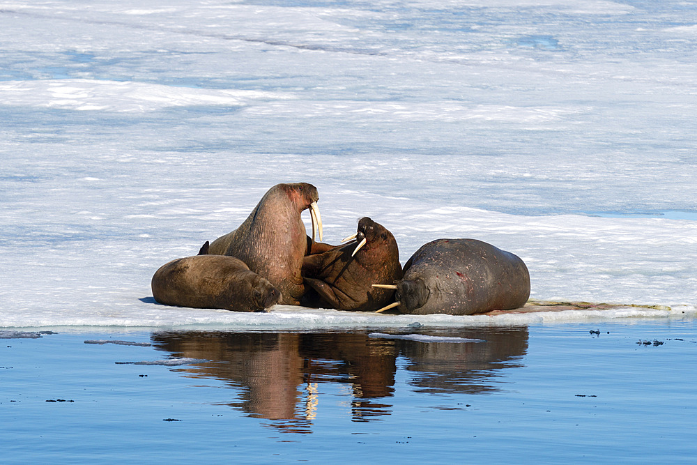 Walruses (Odobenus rosmarus) resting on ice, Brepollen, Spitsbergen, Svalbard Islands, Norway.