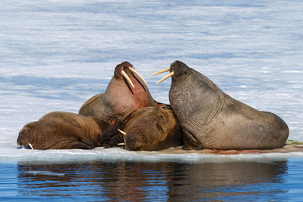 Walruses (Odobenus rosmarus) resting on ice, Brepollen, Spitsbergen, Svalbard Islands, Norway.