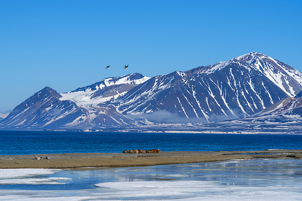 Calypsobyen, Spitsbergen, Svalbard Islands, Norway.