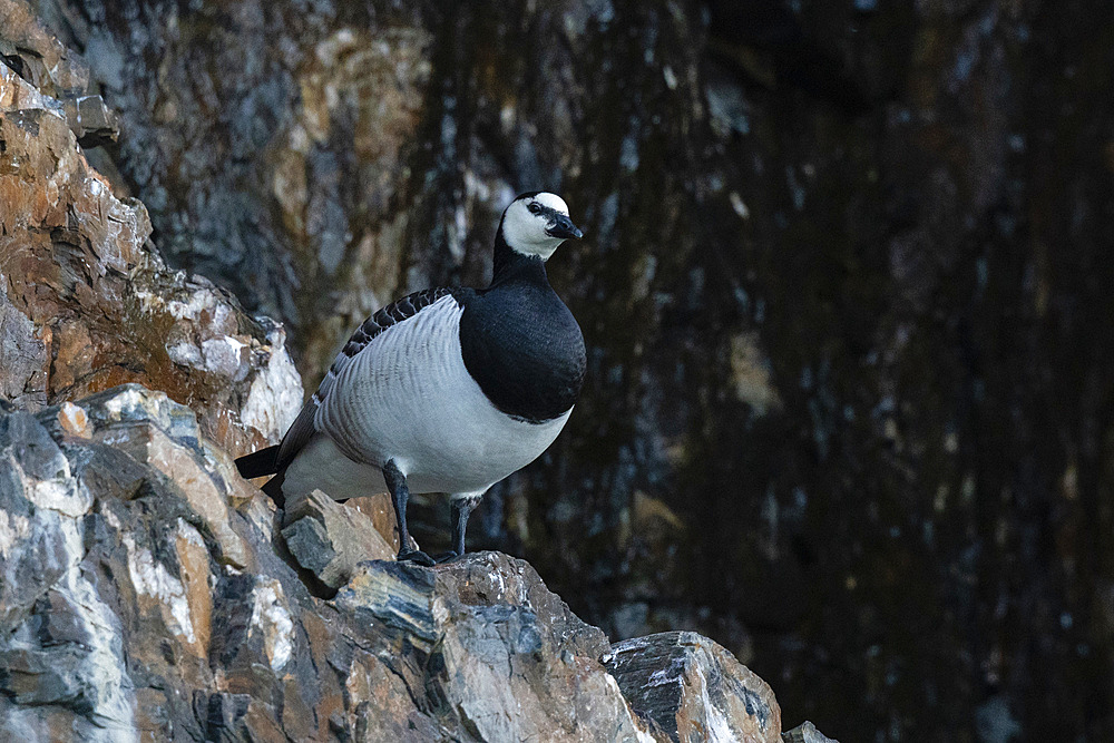 Barnacle goose (Branta leucopsis), Kongsfjorden, Spitsbergen, Svalbard Islands, Norway.