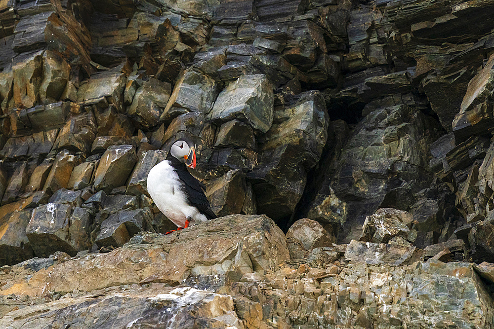 Atlantic puffin (Fratercula arctica), Kongsfjorden, Spitsbergen, Svalbard Islands, Norway.