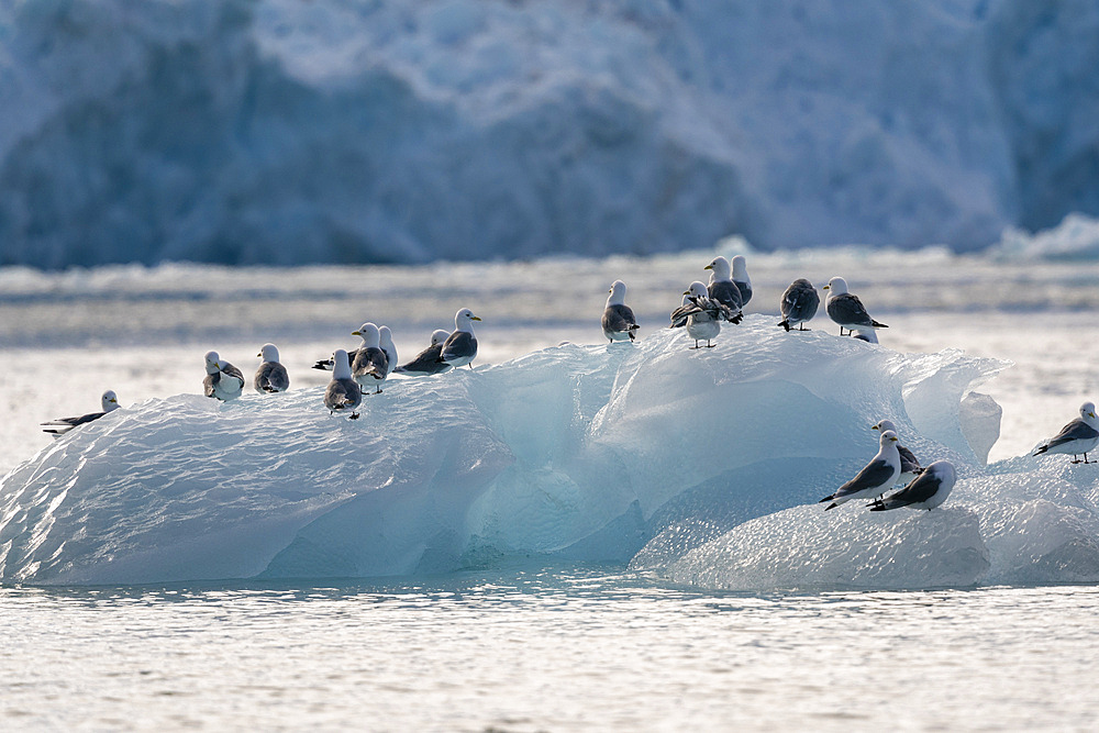 Black-legged kittiwake (Rissa tridactila), Kongsfjorden, Spitsbergen, Svalbard Islands, Norway.