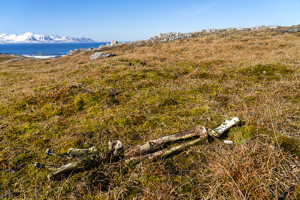 Polar bear bones, Gasbergkilen, Spitsbergen, Svalbard Islands, Norway.