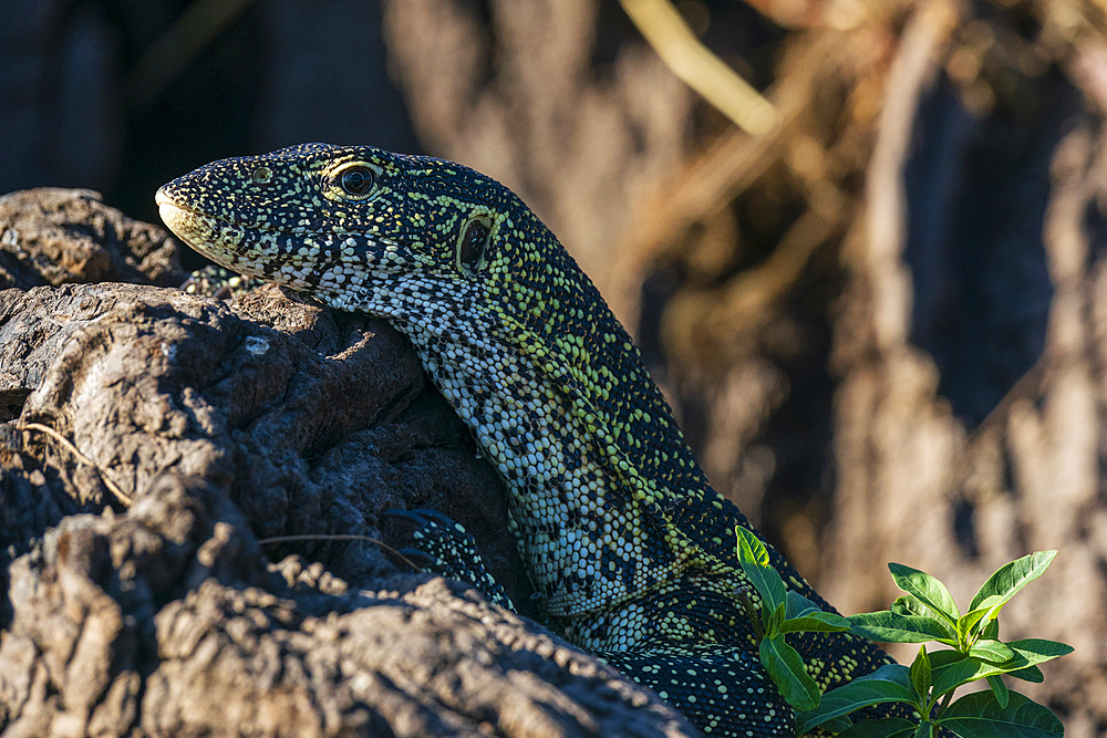 Nile Monitor (Varanus niloticus), Chobe National Park, Botswana.