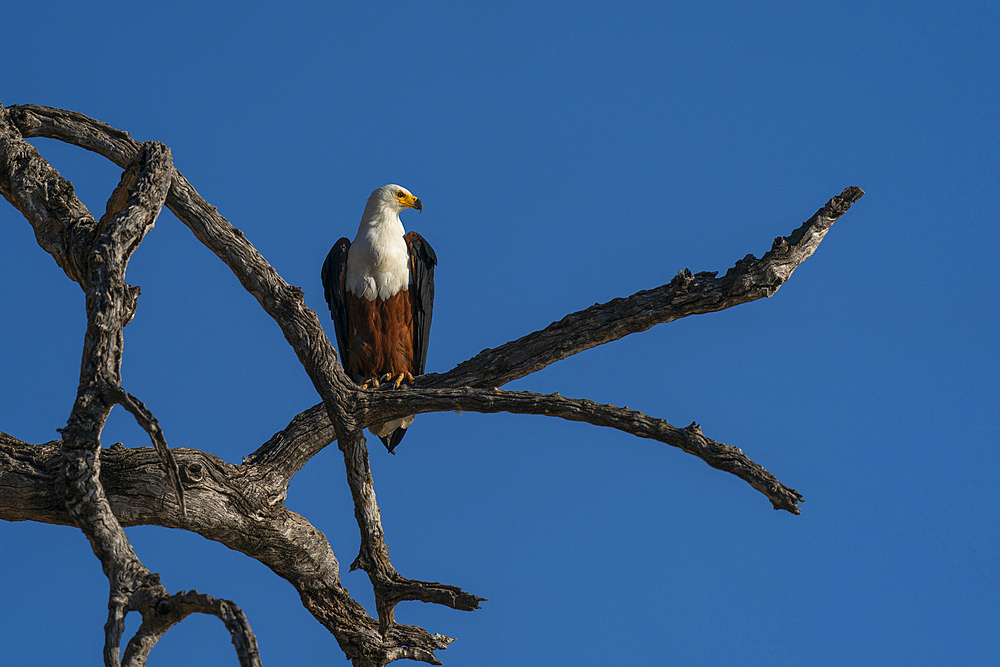 African fish eagle (Haliaeetus vocifer) perching on a tree, Chobe National Park, Botswana.