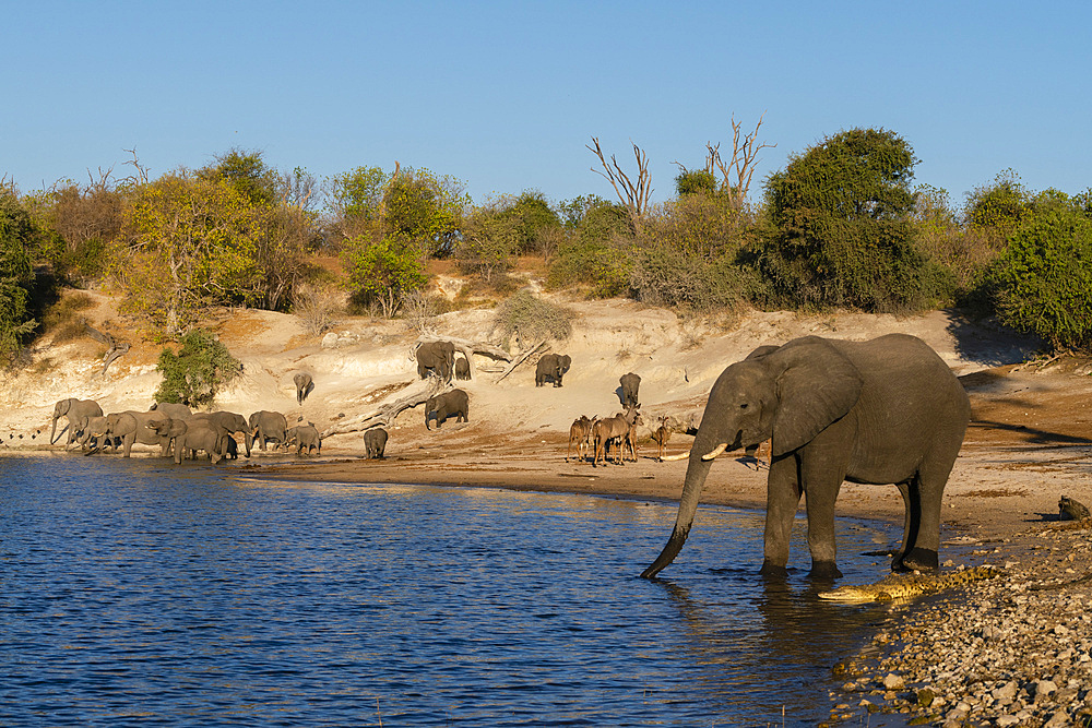 An African elephant (Loxodonta africana) drinking close to a Nile crocodile (Crocodilus niloticus), Chobe National Park, Botswana.