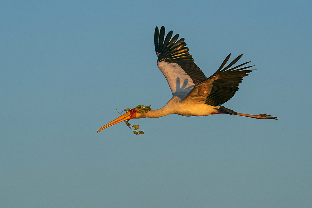 Yellow-billed Stork (Mycteria ibis) flying with sticks for nest building, Chobe National Park, Botswana.