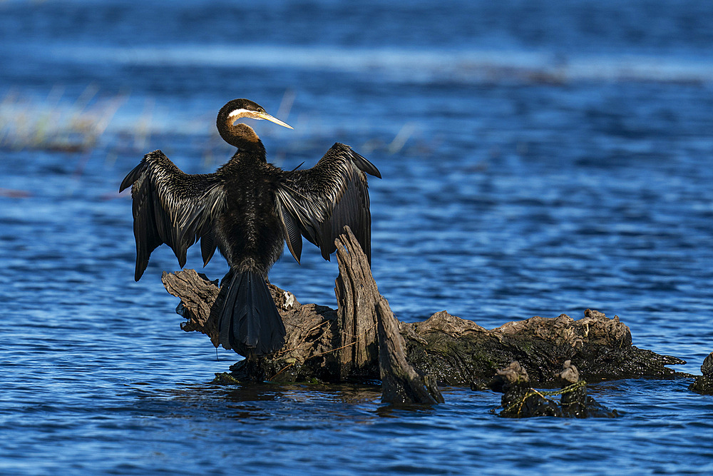 African Darter (Anhinga rufa), Chobe National Park, Botswana.