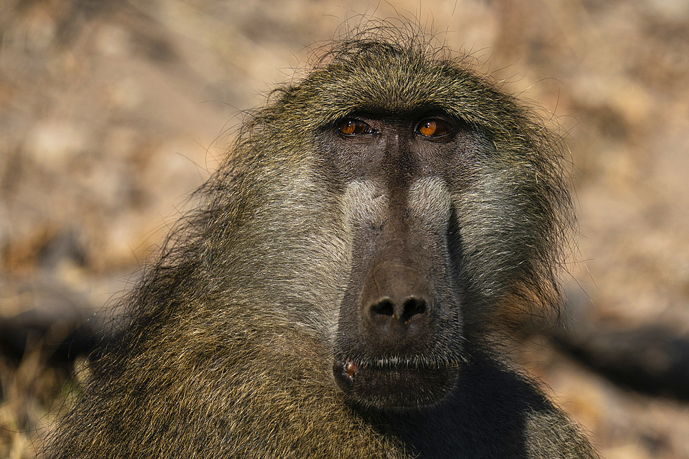 Chacma Baboon (Papio hamadryas), Chobe National Park, Botswana.