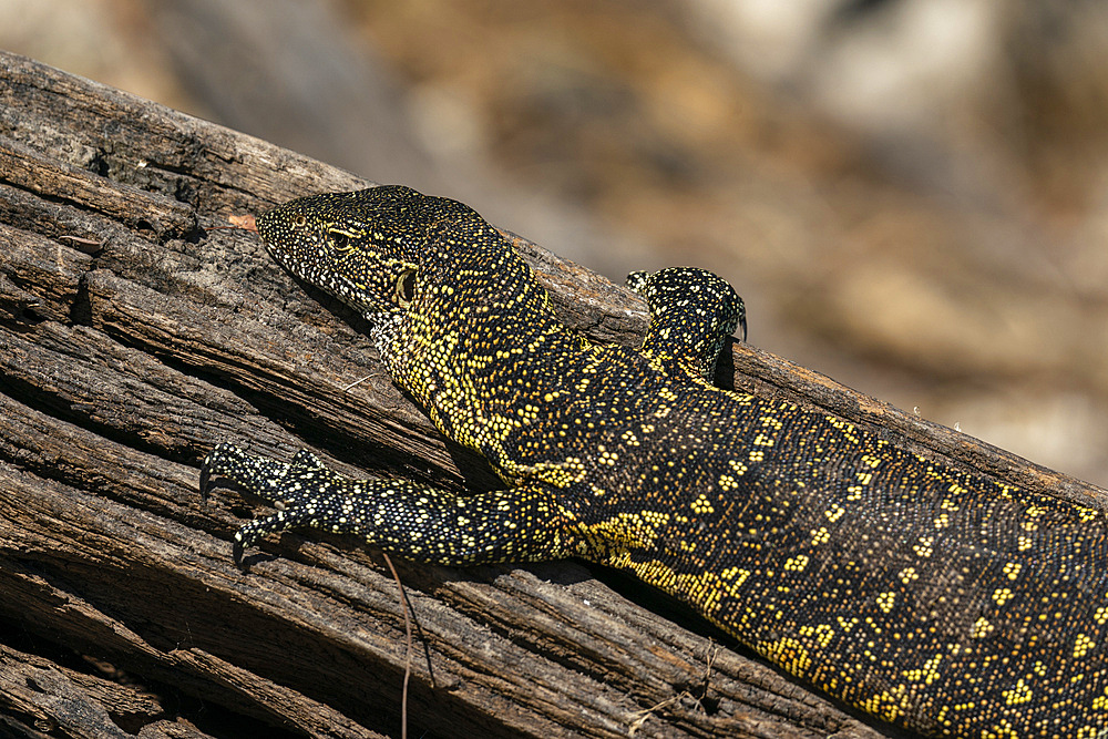 Nile Monitor (Varanus niloticus), Chobe National Park, Botswana.