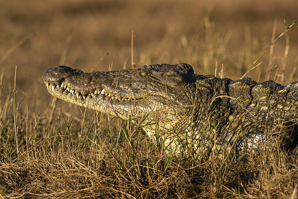 Nile Crocodile (Crocodylus niloticus) resting on river bank, Chobe National Park, Botswana.