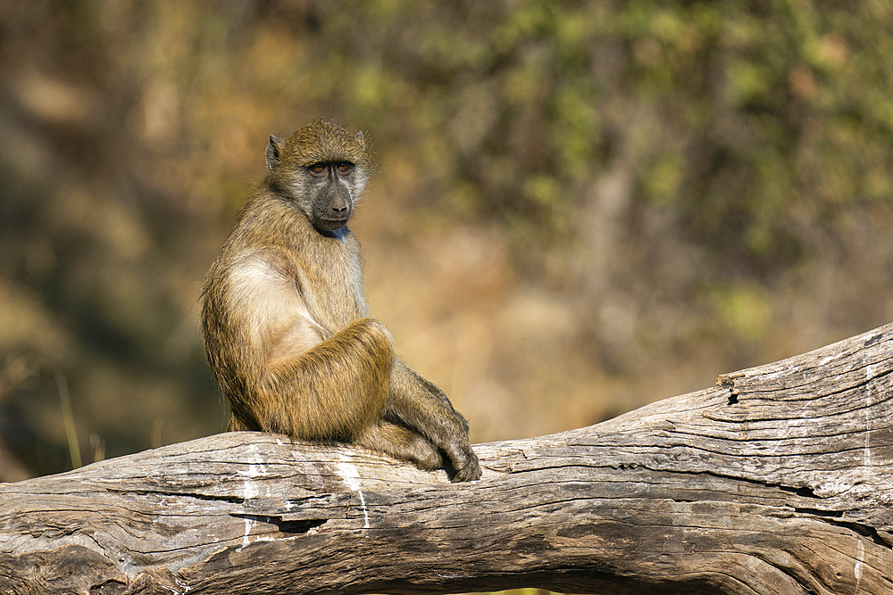 Chacma Baboon (Papio hamadryas) on a tree branch, Chobe National Park, Botswana.