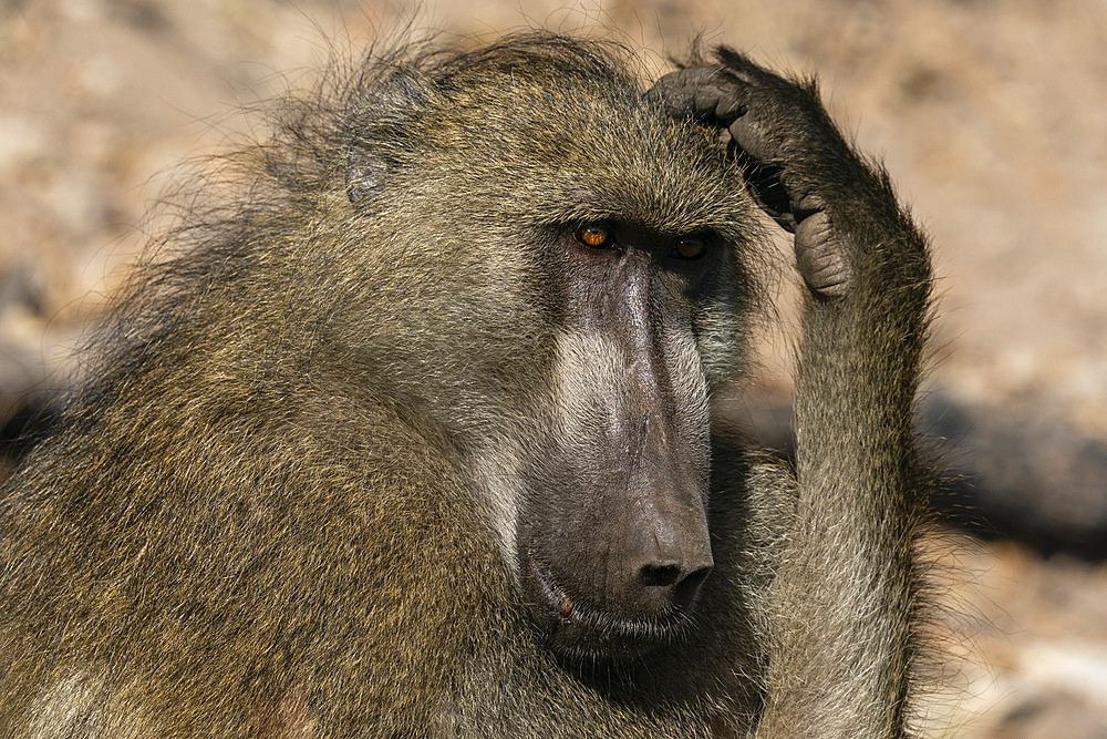 Chacma Baboon (Papio hamadryas), Chobe National Park, Botswana.