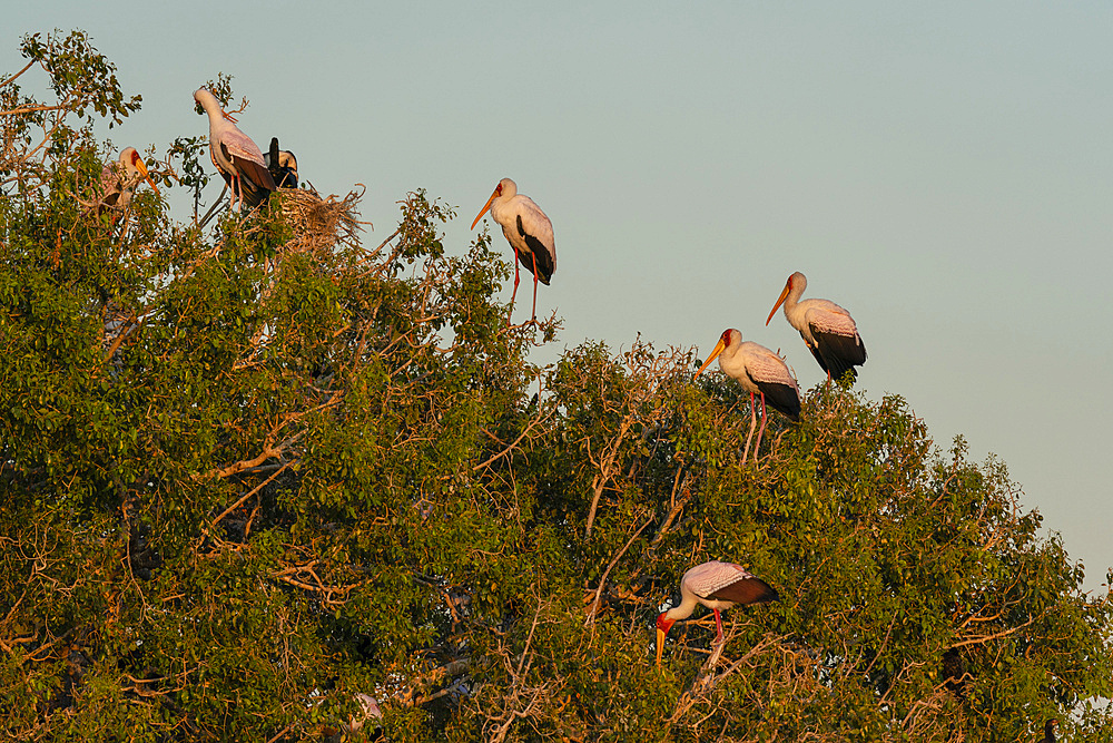 Yellow-billed Stork (Mycteria ibis), Chobe National Park, Botswana.