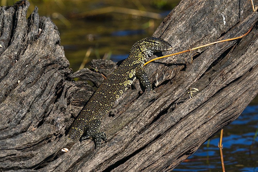 Nile Monitor (Varanus niloticus), Chobe National Park, Botswana.