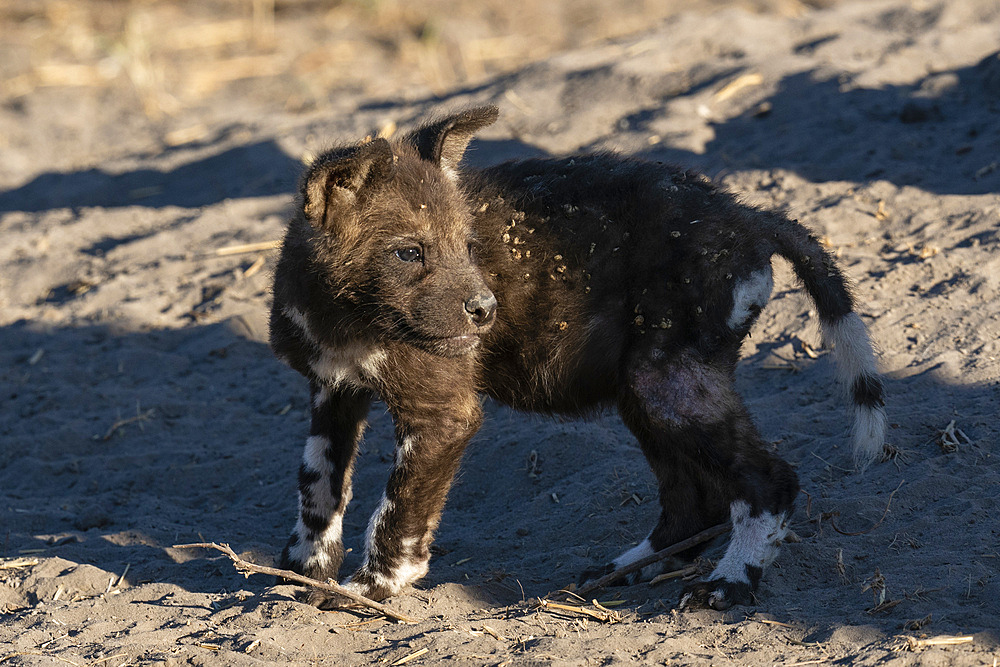 African wild dog (Lycaon pictus) pup at the den, Savuti, Chobe National Park, Botswana.