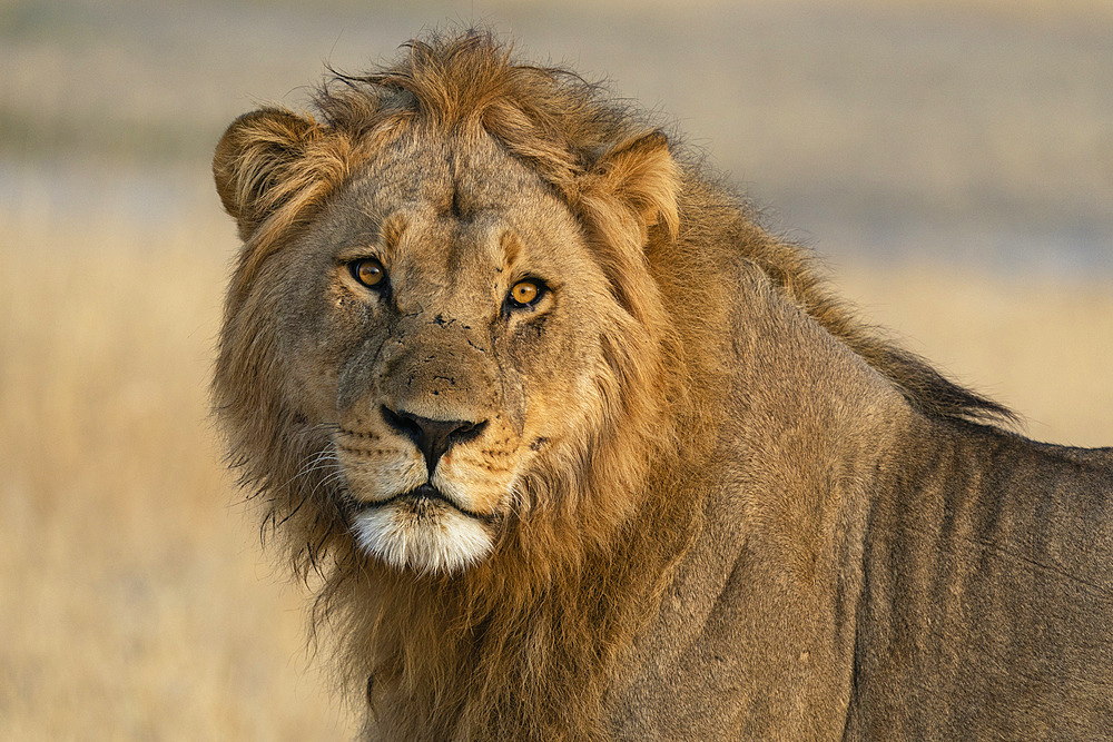 Lion (Panthera leo) looking at the camera, Savuti, Chobe National Park, Botswana.