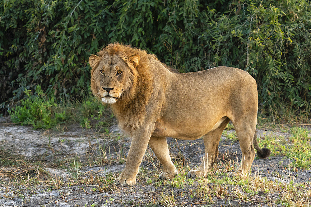 Lion (Panthera leo), Savuti, Chobe National Park, Botswana.