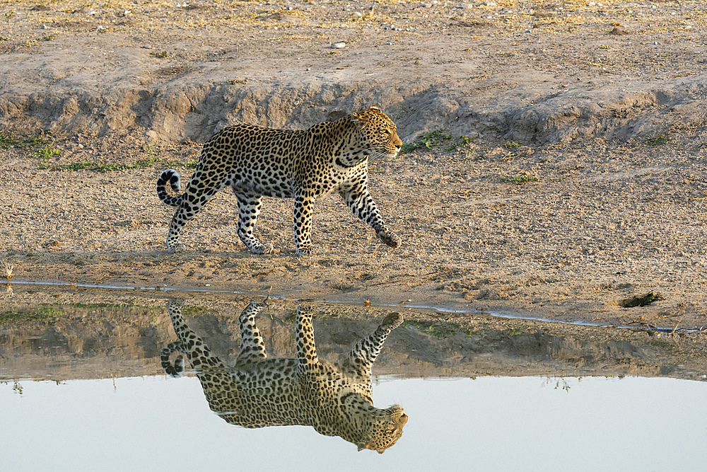 Leopard (Panthera pardus) at a water hole, Savuti, Chobe National Park, Botswana.