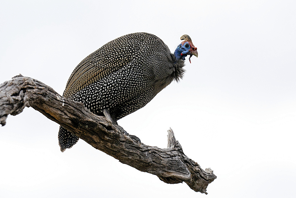 Helmeted guineafowl (Numida meleagris) on a tree top, Savuti, Chobe National Park, Botswana.