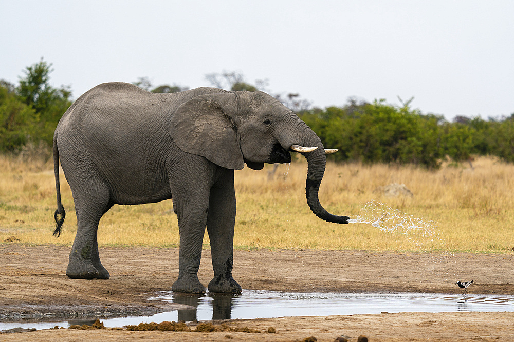 African elephant (Loxodonta africana) drinking at waterhole, Savuti, Chobe National Park, Botswana.