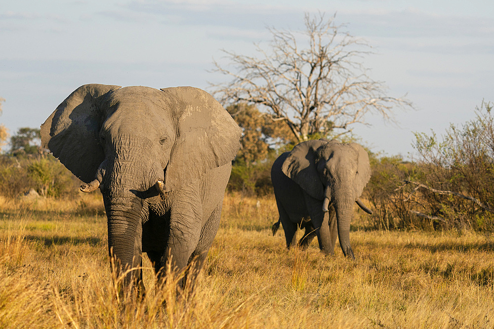 African elephants (Loxodonta africana) walking in the savannah, Khwai Concession, Okavango Delta, Botswana.